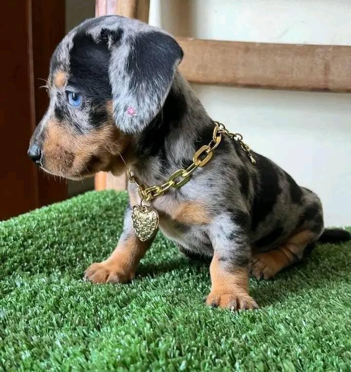 Maggie